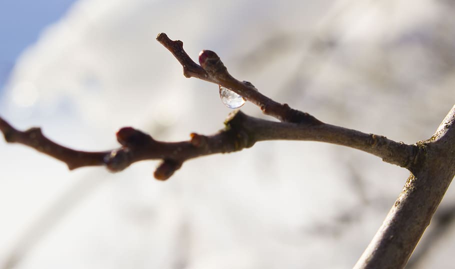 twig, snow, drop, branch, tree, plant, focus on foreground HD wallpaper