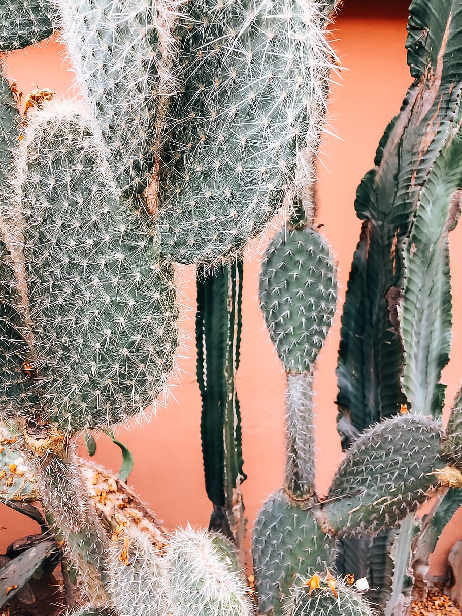 green cactus, plant, marrakech, morocco, marrakech's cactus, bird HD wallpaper