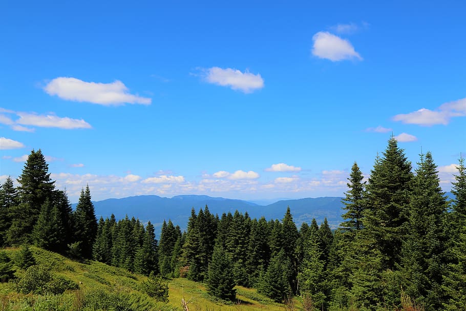 nature, forest, plant, landscape, green, sky, walk, open air HD wallpaper