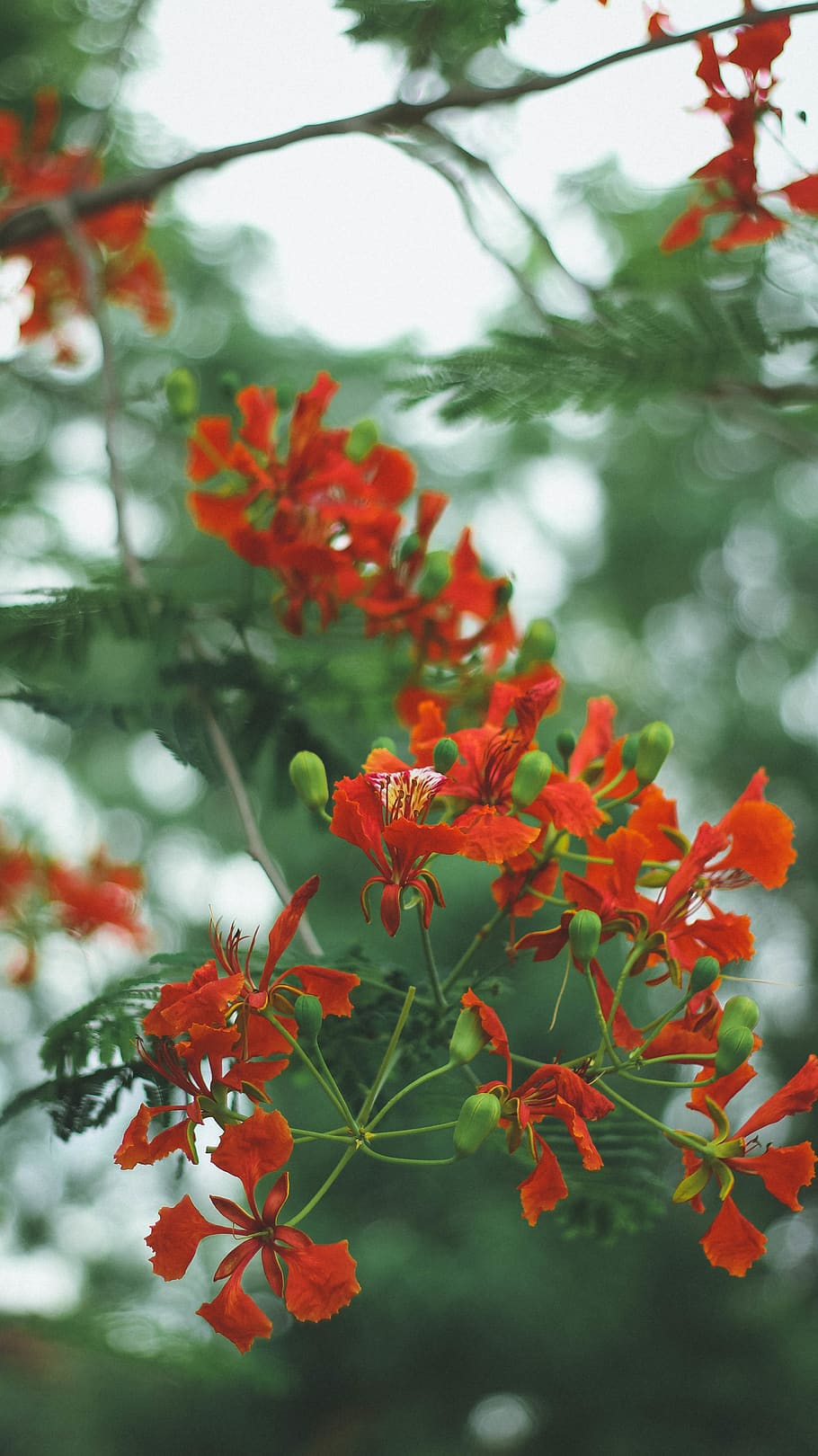 palakkad, india, red, love, green, flower, kerala, beauty, plant, HD wallpaper