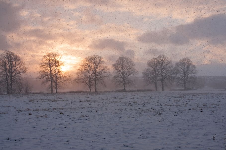 winter magic, wintry, winter forest, snow, cold, snowy, nature HD wallpaper