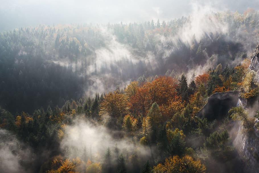 nature, landscape, trees, forest, woods, fog, autumn, fall HD wallpaper
