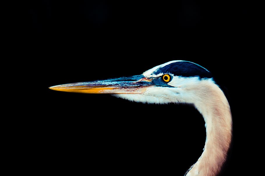 white and blue bird, beak, neck, eye, animal, wild life, wildlife HD wallpaper