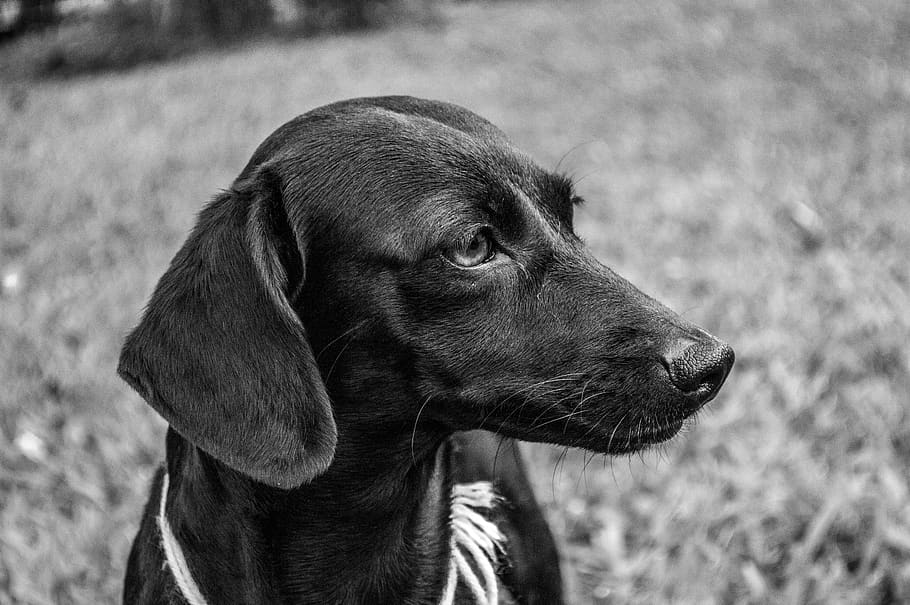 dogs, animal themes, one animal, canine, mammal, pets, domestic animals HD wallpaper