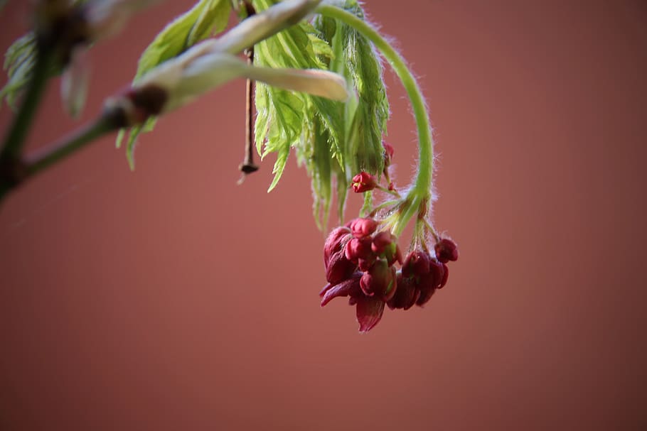 maple blossom, maple bud, red, bloom, plant, freshness, colored background HD wallpaper