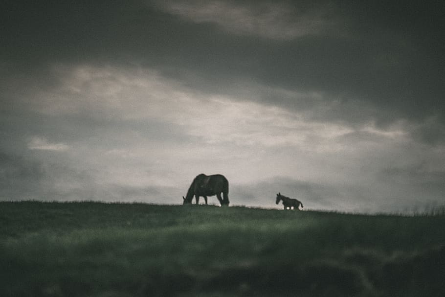 horses, mammal, animal themes, cloud - sky, animal wildlife HD wallpaper