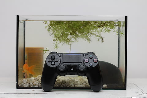electronics, camera, fish, video gaming, playstation, controller HD wallpaper