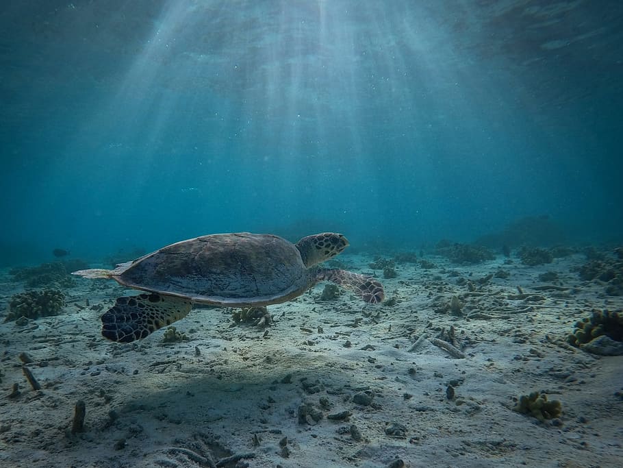 underwater photography of gray turtle, sea, ocean, coast, shore