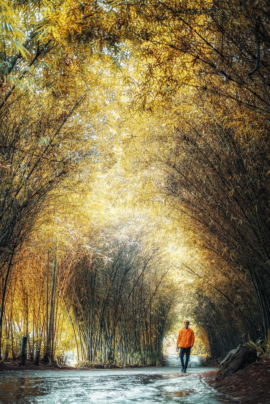 man in orange jacket walking under brown leaf trees, human, person HD wallpaper