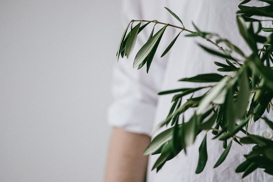 green-leafed plant, apparel, clothing, sleeve, shirt, long sleeve HD wallpaper