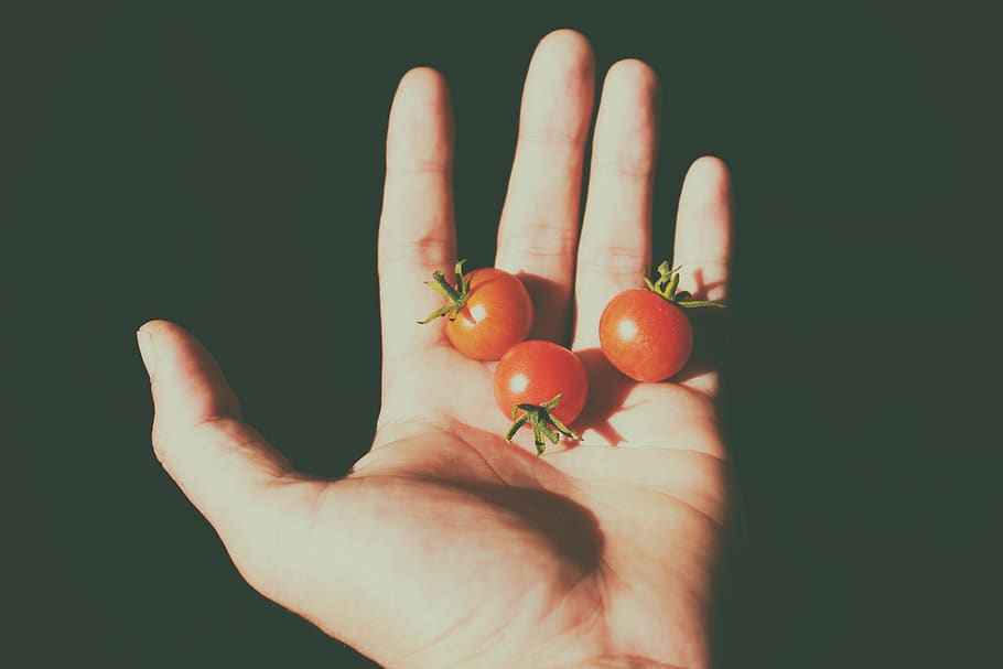 tomatoes, tiny, hand, fruits, food, shadow, lights, human hand HD wallpaper