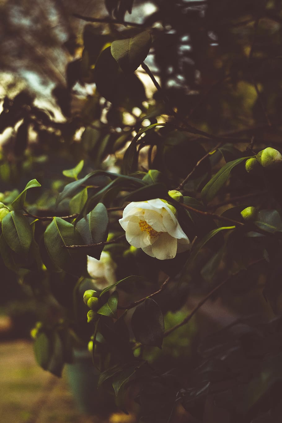 white rose, plant, flower, blossom, petal, leaf, sprout, bud HD wallpaper