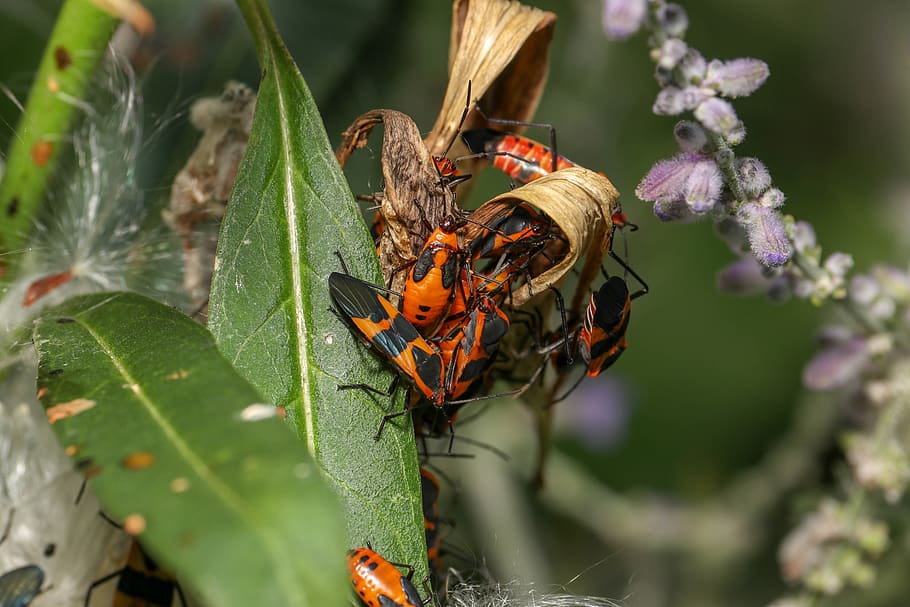 bugs, insects, bright, animal, butterfly, wing, animal themes HD wallpaper