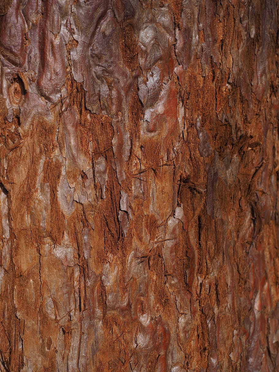 redwood tree bark, mammoth baumborke, tribe, sequoia, backgrounds, HD wallpaper