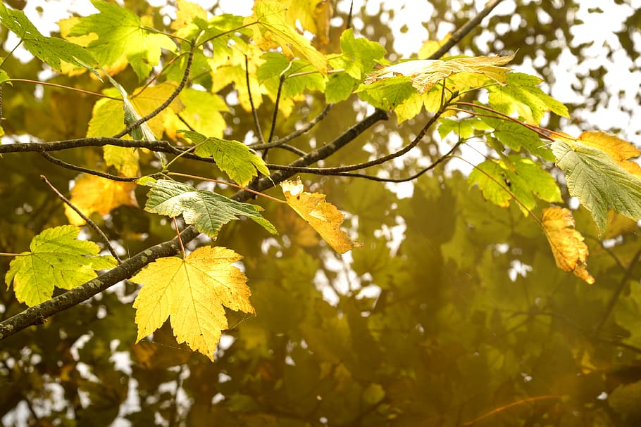 warm, leaf, autumn, nature, leaves, tree, mood, green, fall HD wallpaper