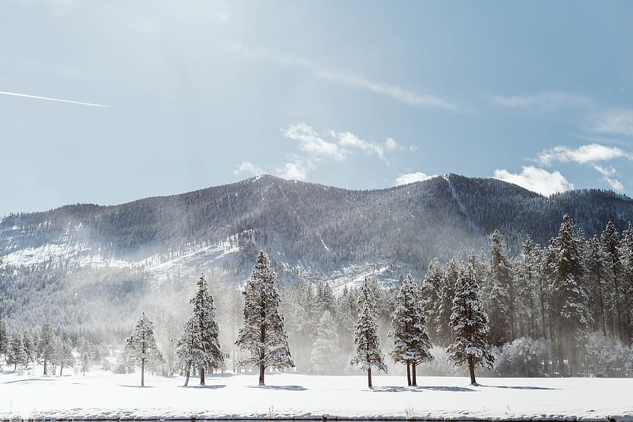snow covered forest, winter, cold temperature, mountain, beauty in nature HD wallpaper
