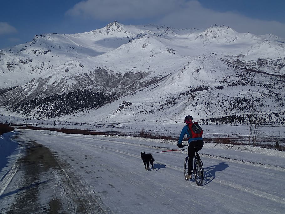 biker, snow, winter, cold, dog, ride, rider, biking, cycling HD wallpaper