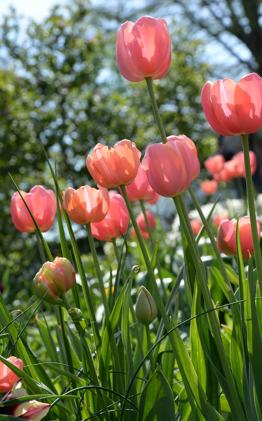 plant, flower, flowering plant, beauty in nature, growth, freshness HD wallpaper