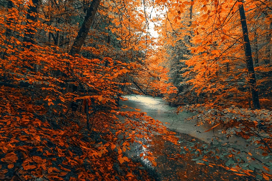River Between Orange Leaves, bright, color, daylight, environment HD wallpaper