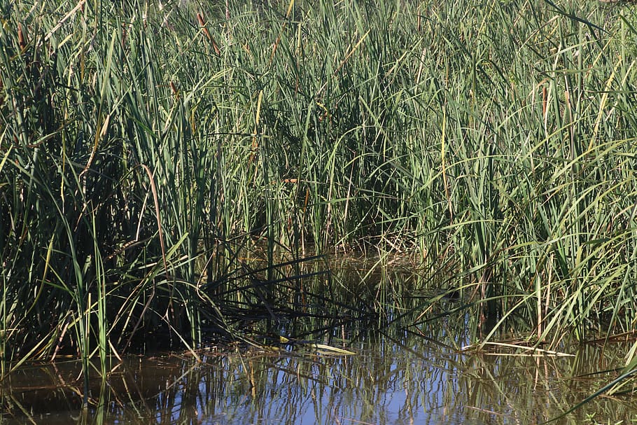 Photo of Grass on the Pond, bush, environment, growth, marsh HD wallpaper