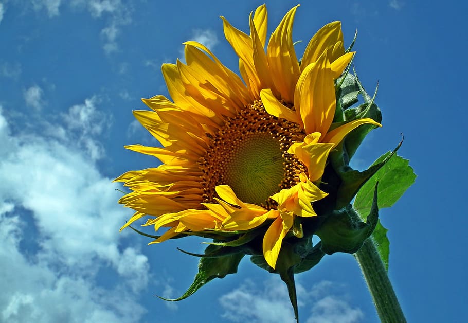 flower, sunflower, sky, clouds, yellow, summer, nature, sunny HD wallpaper