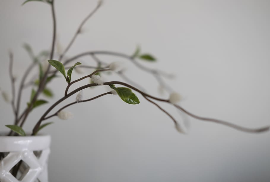 green leafy plant, flower, blossom, animal, vase, decor, bird HD wallpaper