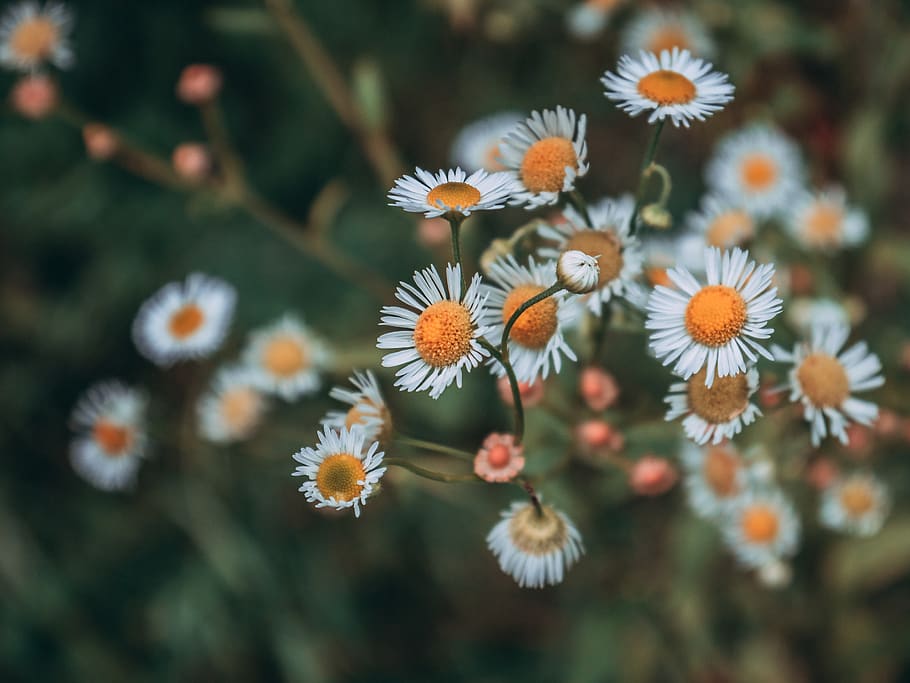 Selective Focus Photography of White-and-orange Petaled Flower Plant HD wallpaper