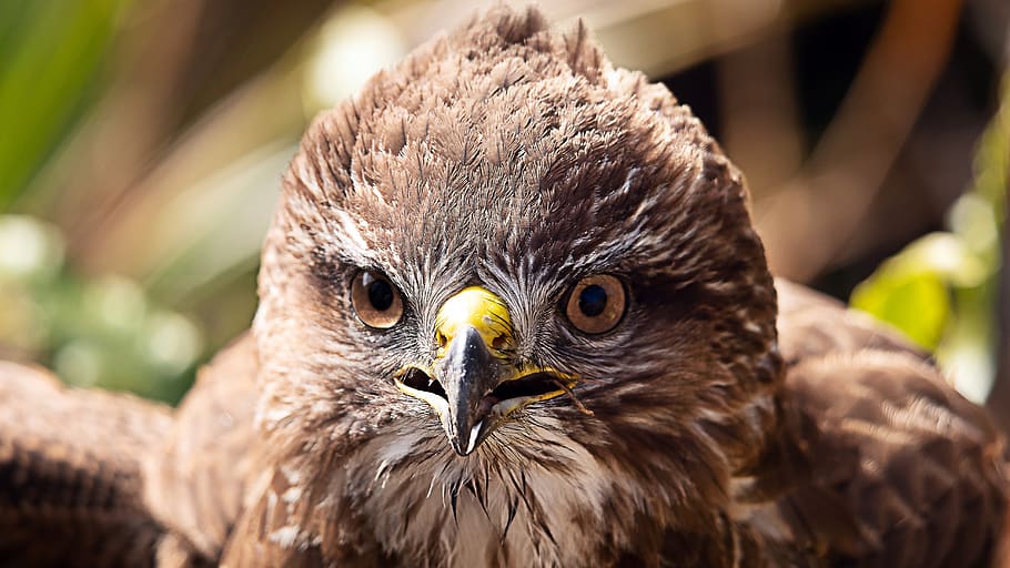 bird, buzzard, raptor, brown, animal themes, bird of prey, animals in the wild HD wallpaper