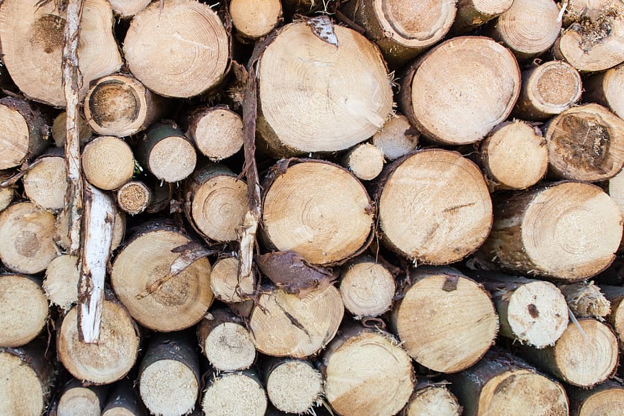 poland, mosina, wielkopolski park narodowy, tree trunks, a pile of wood, HD wallpaper