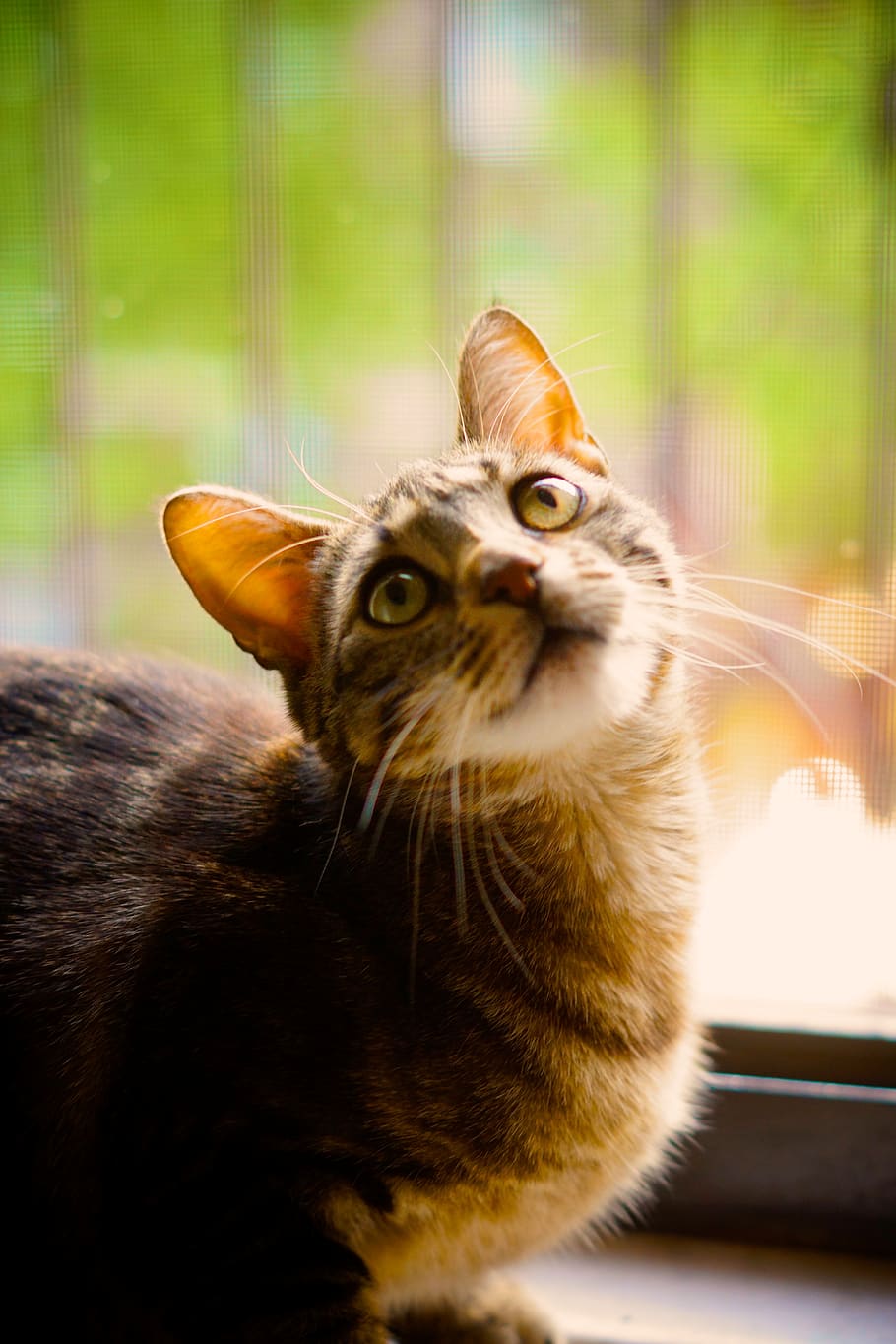 animal, cat, pet, animal themes, one animal, mammal, domestic HD wallpaper