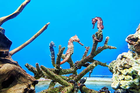 two seahorses underwater, fish, animal, sea life, mammal, vietnam HD wallpaper