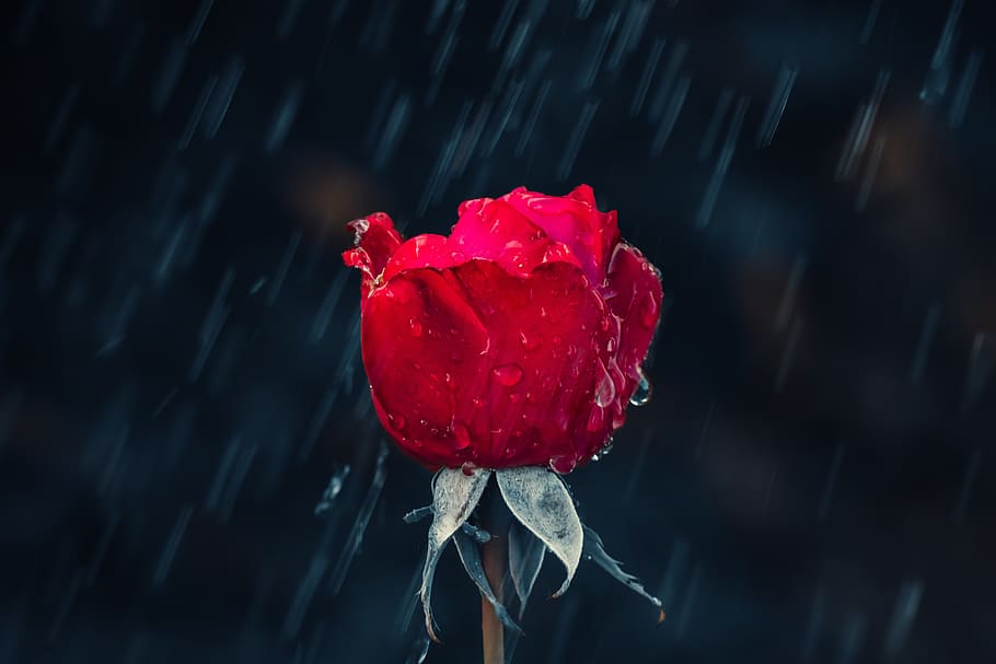 rose, red, drip, rain, leaf, wet, raindrop, nature, drop of water HD wallpaper