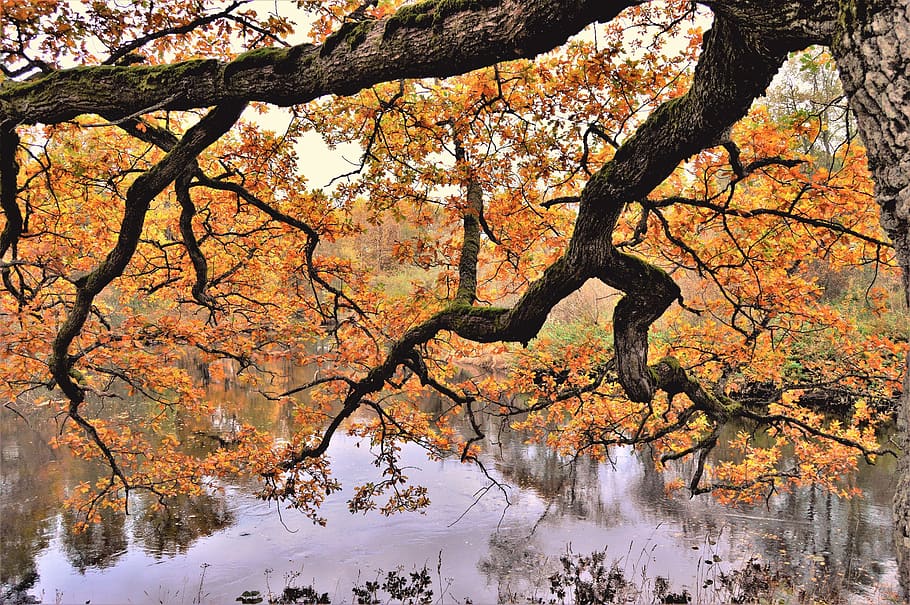 sweden, forest, fall, tree, trees, outside, autumn, nature HD wallpaper