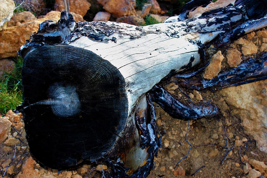wood, forest fire, trees, destruction, nature, charred, force of nature HD wallpaper