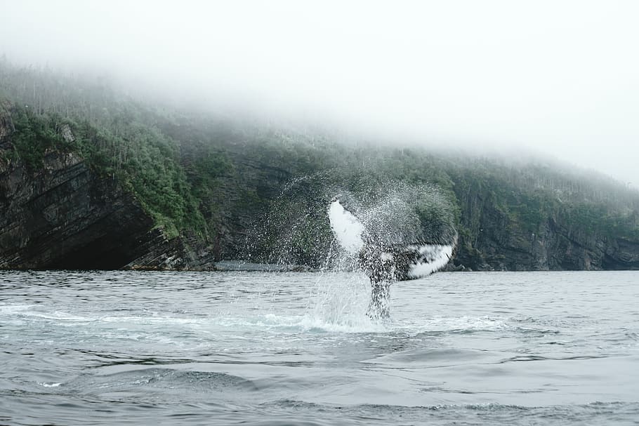 canada, trinity, whale, water, animal, mammal, humpback whale HD wallpaper
