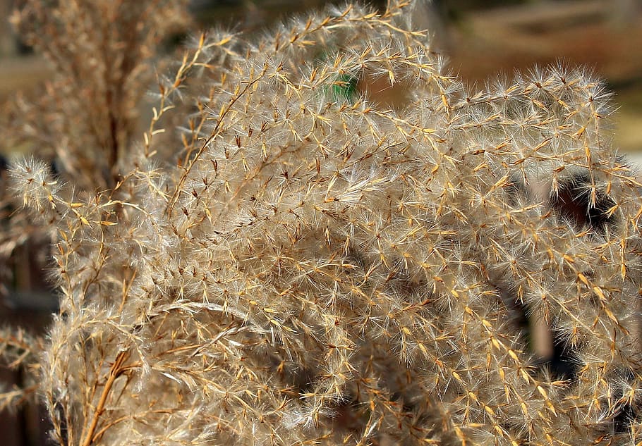 nature, grass, closeup, dry, plant, texture, at the court of HD wallpaper