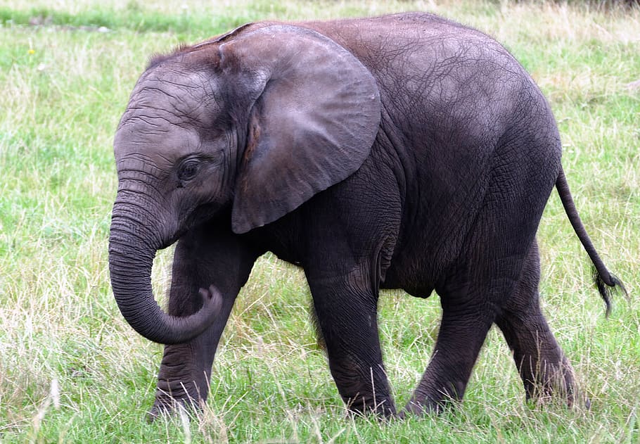 Elephant Calf, animal, endangered, grass, herbivore, ivory, large HD wallpaper