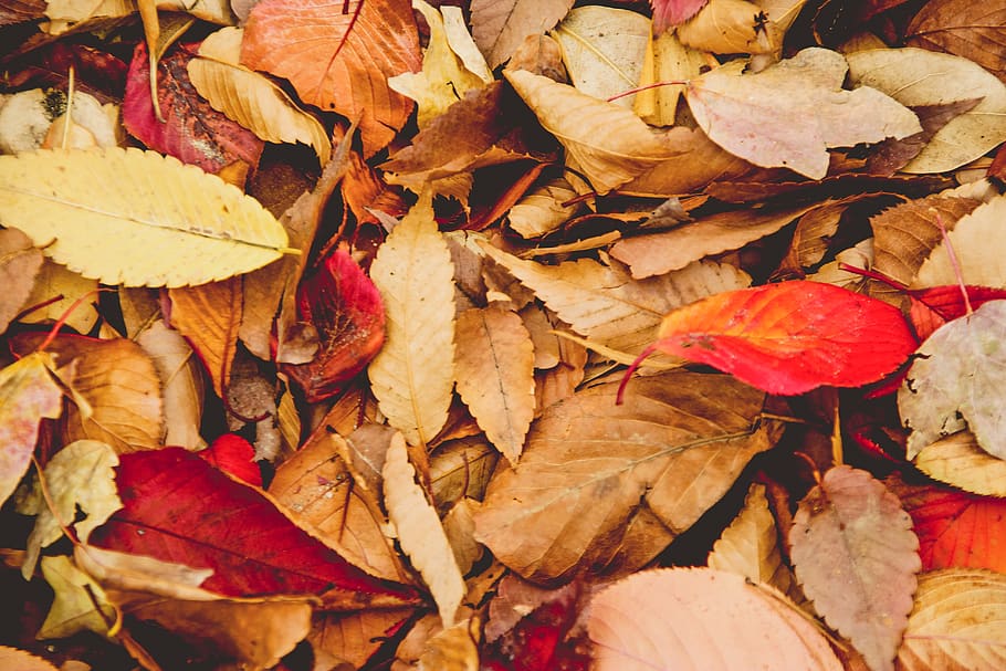 leaves, fall, autumn, orange, brown, change, plant part, leaf HD wallpaper