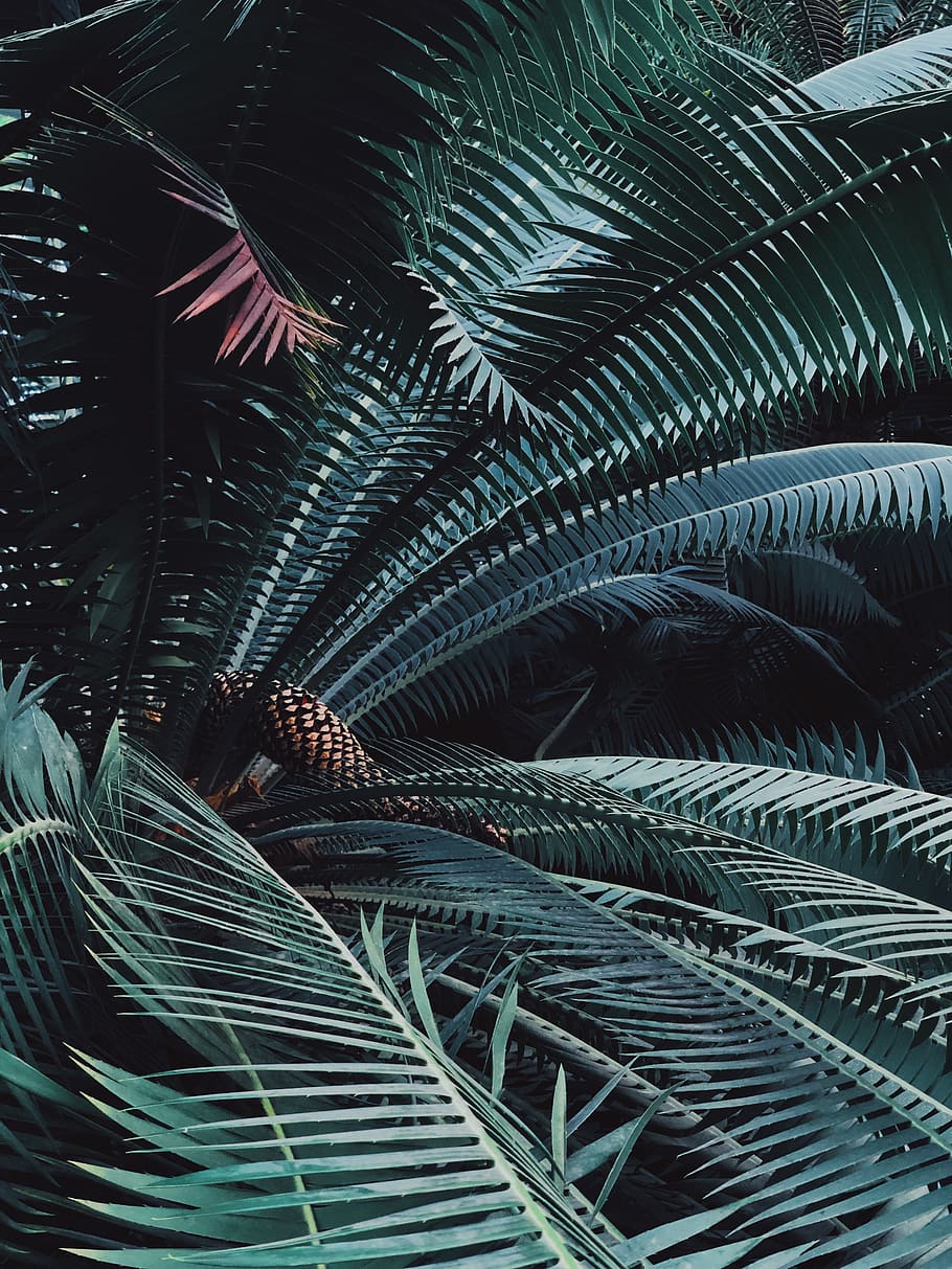no people, pattern, leaf, palm tree, full frame, backgrounds HD wallpaper