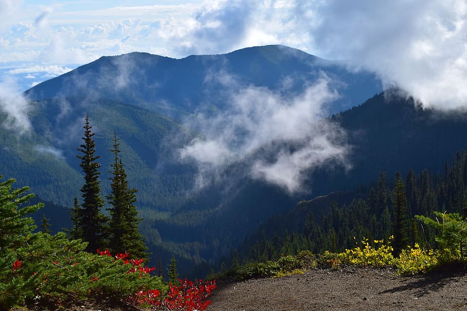 mountain, morning, clouds, mist, trees, bush, colorful, nature HD wallpaper