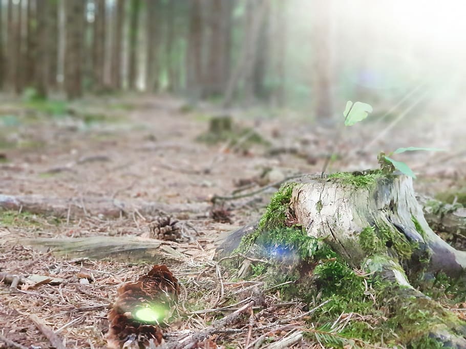 germany, münchen, am eulenhorst 95, amazing sun, conifer, forest HD wallpaper