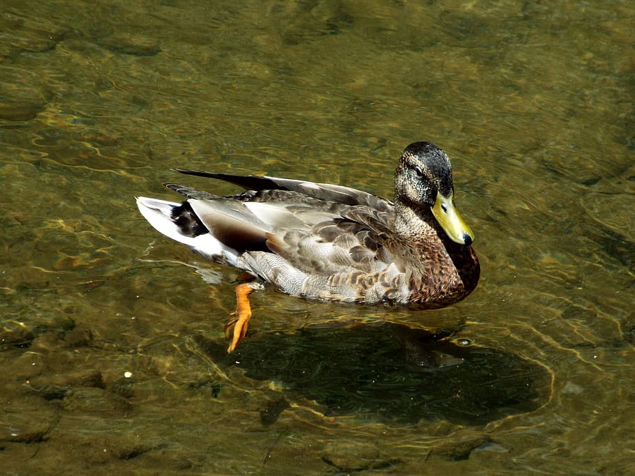 bird, duck, animal themes, animal wildlife, animals in the wild HD wallpaper