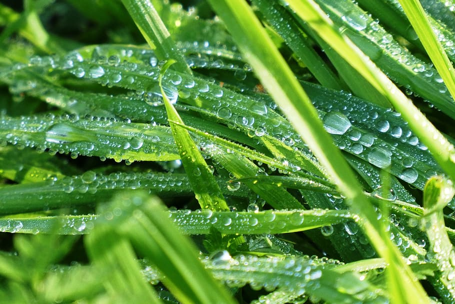 grass, dew, water drops, green, dewdrop, background, wet, morning HD wallpaper