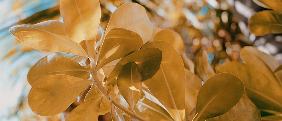 leaf, plant, sunlight, flower, blossom, sunset, arri alexa mini lf HD wallpaper