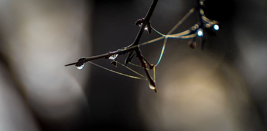 landscape, macro, light, wilderness, close-up, selective focus HD wallpaper