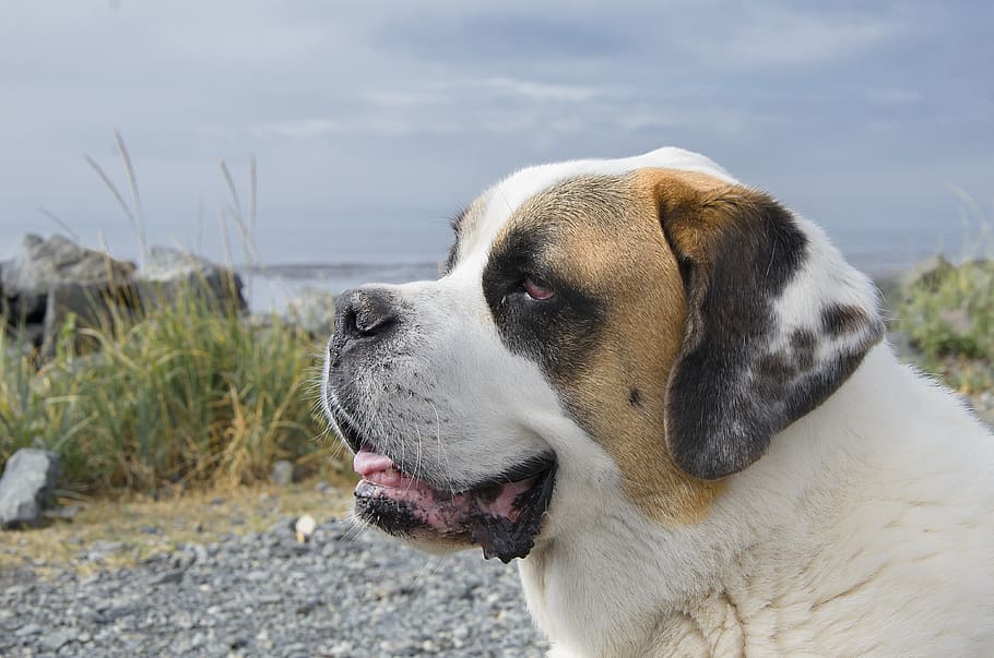 canada, sooke, saint bernard, seaside, dog, animal, nature HD wallpaper
