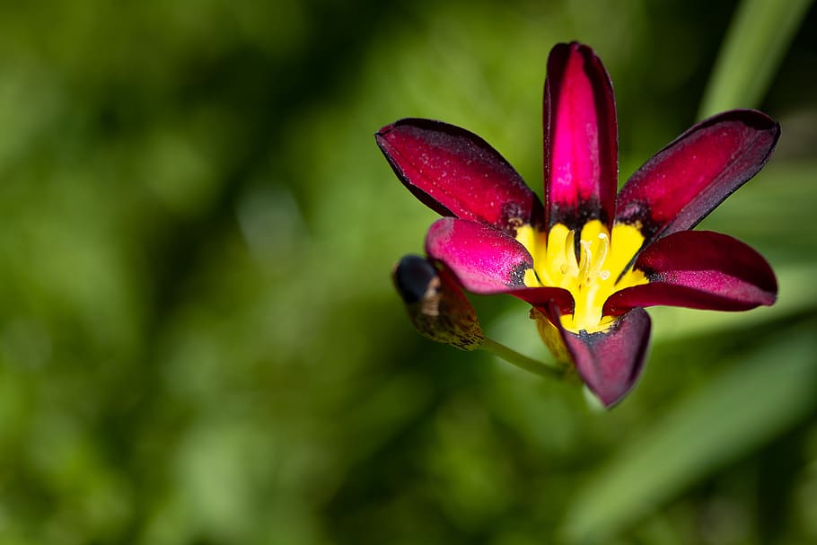 flower, blossom, bloom, small, small flower, garden, in the garden HD wallpaper