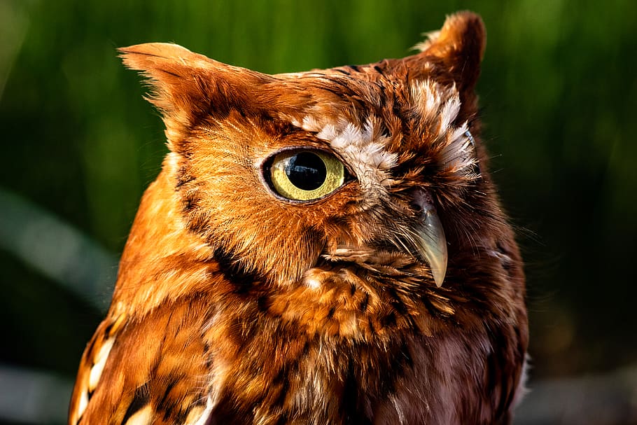 brown owl, bird, animal, beak, meeman-shelby forest state park HD wallpaper