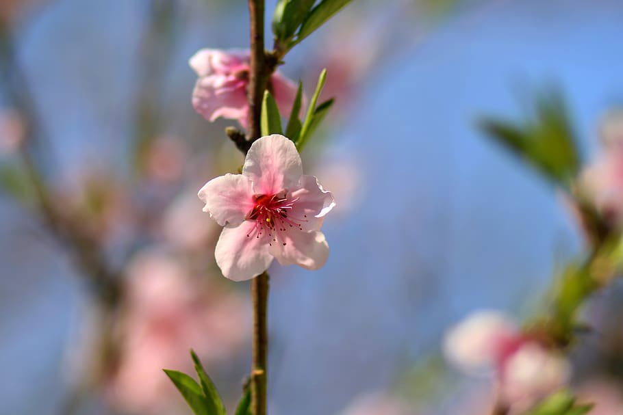 flower, pink, tree, casey, spring, garden, floral, flowering plant HD wallpaper