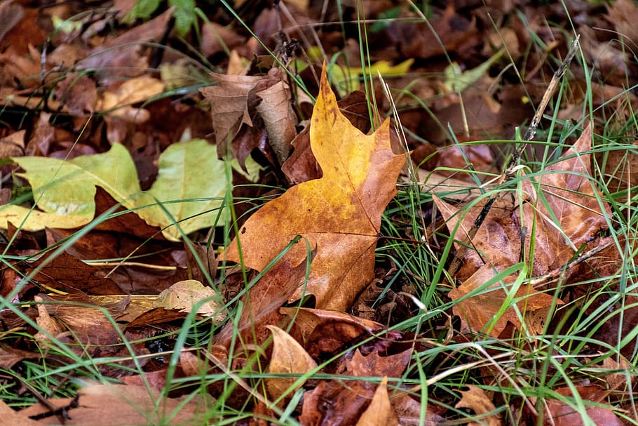 fallen leaves, fall foliage, dead leaves, autumn, seasonal HD wallpaper